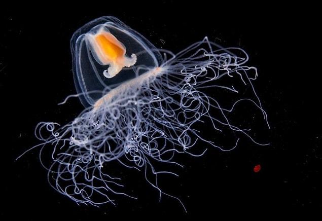 Turritopsis dohrnii, like any other type of jellyfish, starts out as larva developed from a fertilized egg to create what is known as a planula.