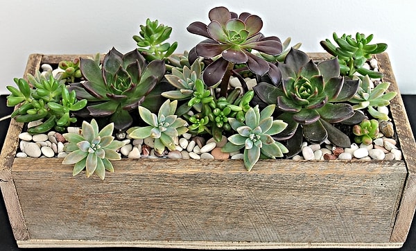 2. Сад суккулентов