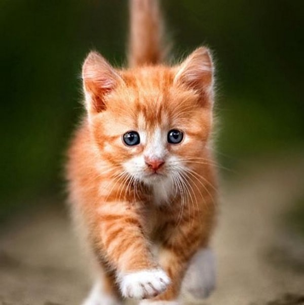 7. Yürürken size masum görünmek isterler