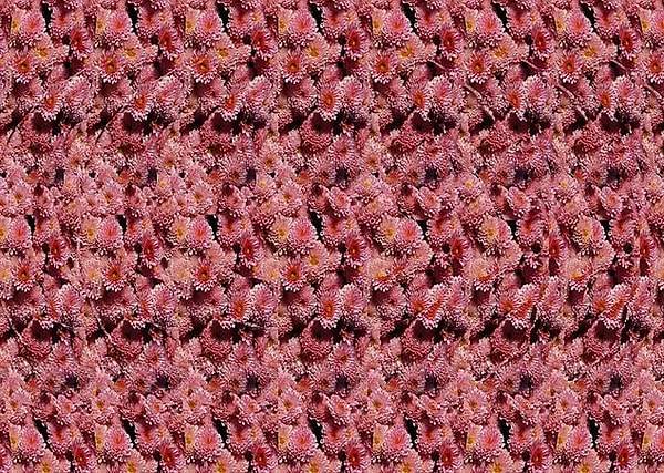 5. Что вы скажете по поводу этого изображения?