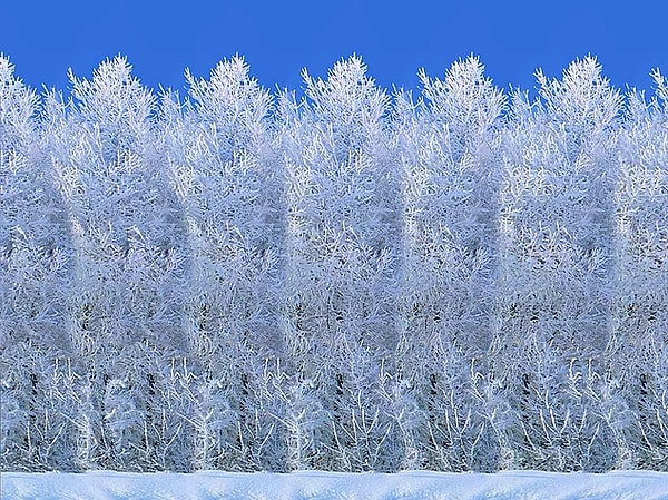 13. Что вы видите на этом изображении?