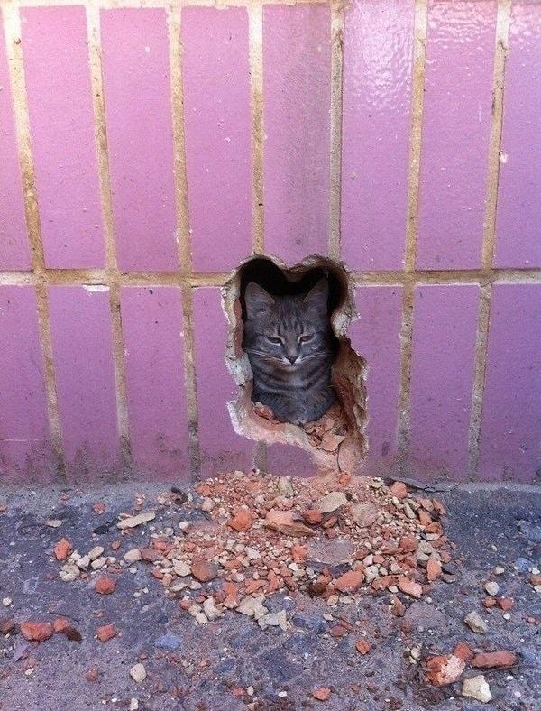 5. Dünyanın en mantıklı saklanan kedisi.