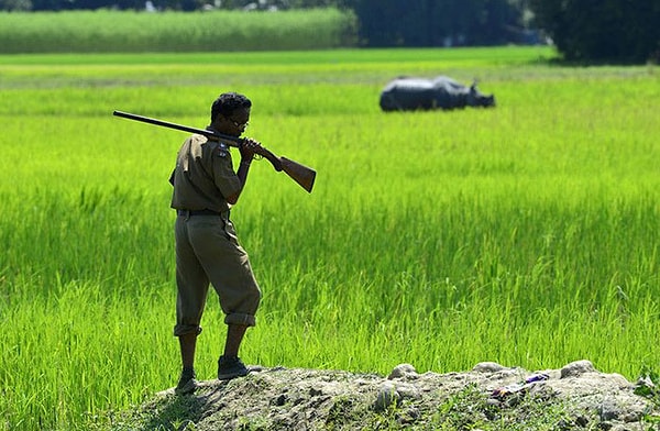 2. На данный момент служащие парка убили 50 человек