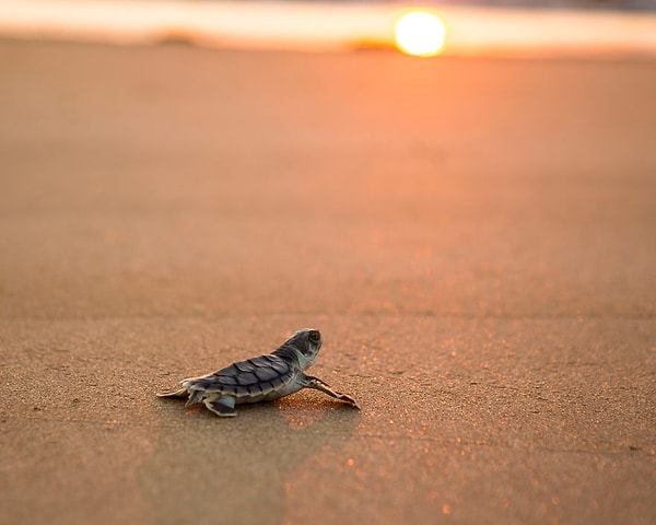 11. Малышка-черепаха на пляже во время заката, Северная Тасмания