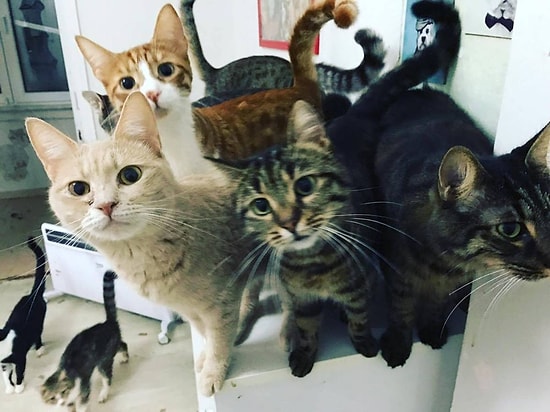 49 Hayvana Annelik Yapan Burçin'in Desteğe İhtiyacı Var