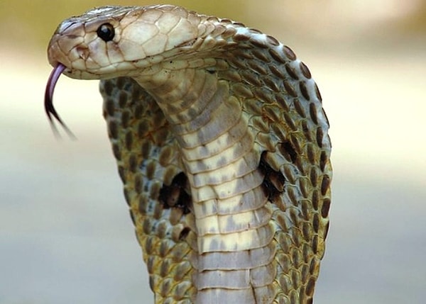 8. Ирма Буле