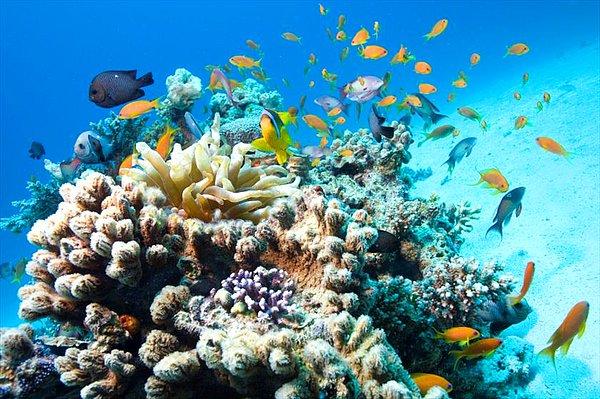 11. 20 farklı ülkenin kapsamlı çalışmalarıyla dünya genelinde 40 adet korumalı deniz parkı açıldı.