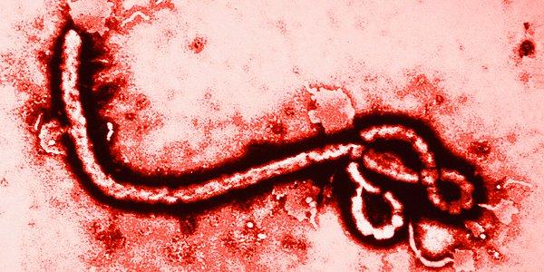 12. Ebola hastalığının aşısı üretildi.