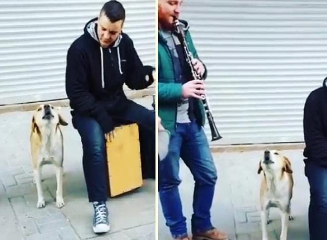 Sokak Müzisyenlerine Eşlik Eden Yanakları Mıncırılası Köpek