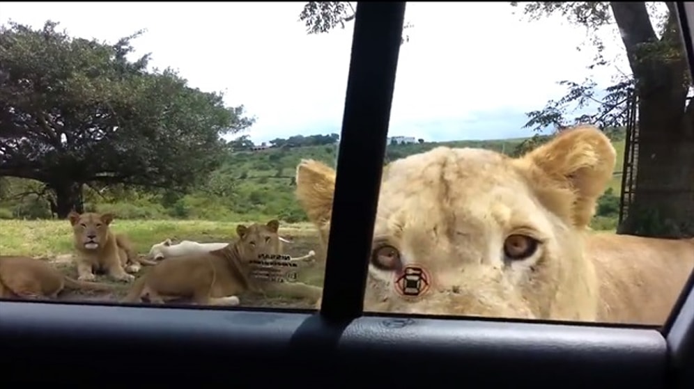 17 уморительных ГИФов, которые сделают ваш день