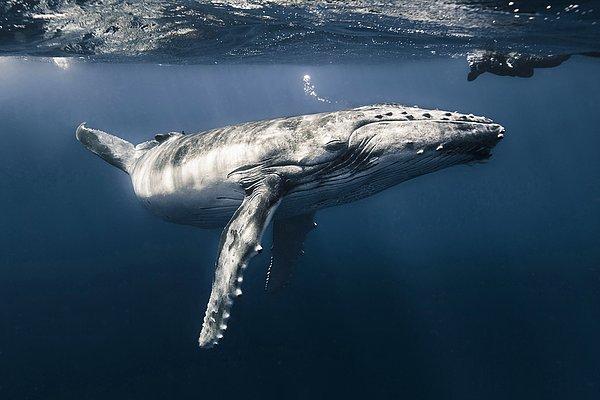 3. Fransız Polinezyası'nda fotoğraflanan balina.