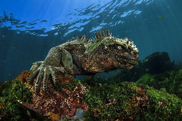 12. Karanlıktaki şeytan. Deniz iguanası.