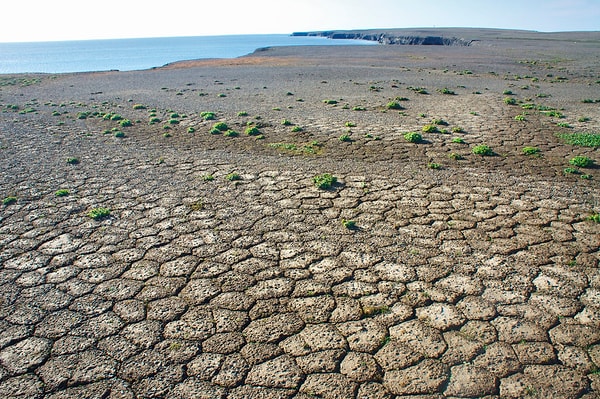 13. Пустыни растут