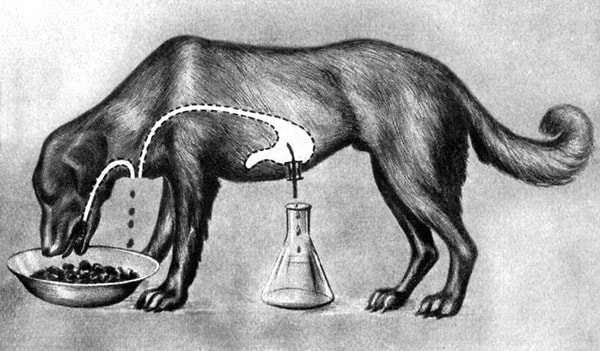 10. Собака Павлова