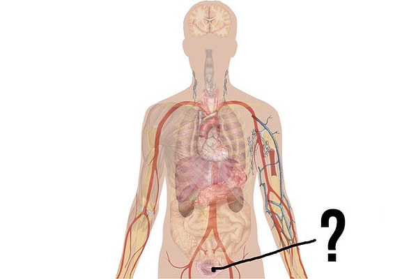 5. Какой это орган?