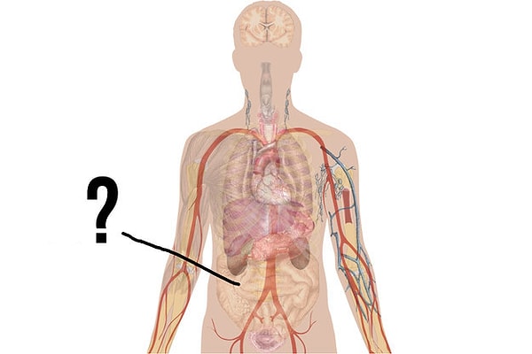 9. Что это за орган?