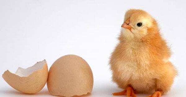 Tek bir tavuk yumurtasının kabuğunda 2 gram kadar kalsiyum bulunmaktadır.