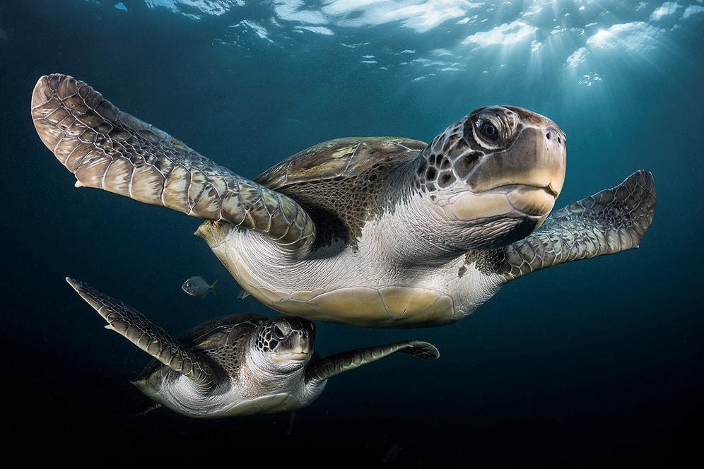 26 Awarded Underwater Photos That Are Literally Fascinating