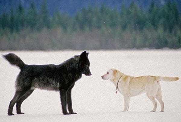 Dakotah isimli köpek herhangi bir uyarıda bulunmadan direkt vahşi kurdun yanına doğru koşmaya başladı.