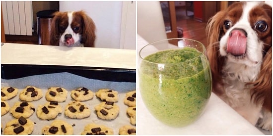 Bu Dünya Tatlısı Köpeğin Hangi Fotoğrafta Bir Yiyeceğe Baktığını Bulabilecek misin? 😋