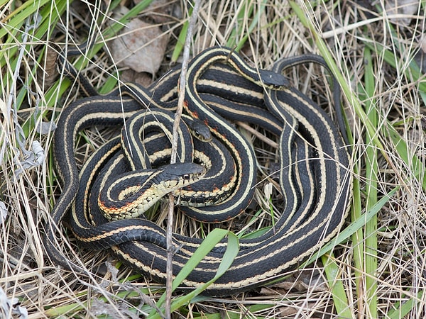 2. Хотите ли вы закричать, взглянув на это фото?