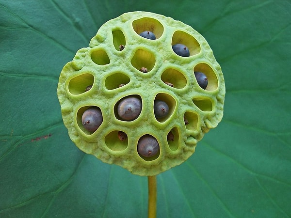 6. У вас мурашки по всему телу при виде этого?