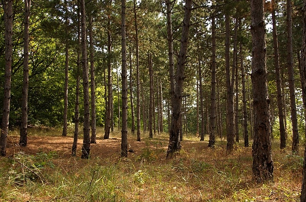 11. Это фото повергает вас в ужас?