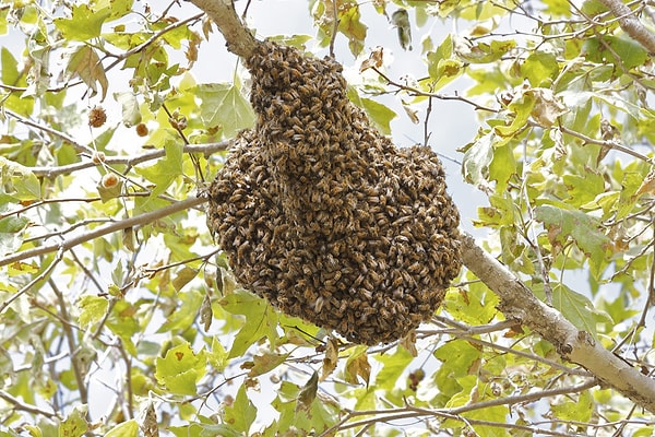 20. Наполняет ли вас страх при виде такого зрелища?