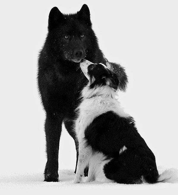Romeo, toplumun gözde üyelerinden biri olmuştu. Mendenhall Glacier Park'ındaki diğer köpeklerle de etkileşimde bulunuyordu.