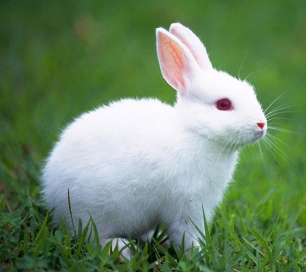 10. Tavşan
