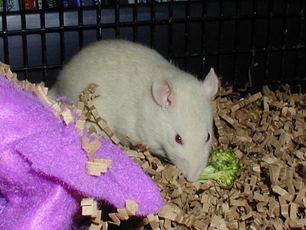 12. Sıçan Ralph