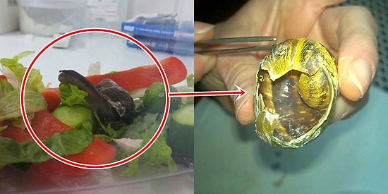 Yanlışlıkla Bir Salyangozu Ezdikten Sonra Onu Tedavi Ettirip Evlat Edinen Kadın