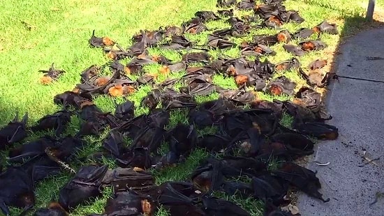 700'den Fazla Yarasanın Kavrularak Ölmesinin Ardındaki Soru: Avustralya'da Neler Oluyor?