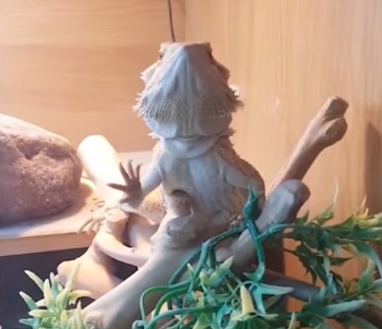 Kendisine El Sallayan Kişiye El Sallayarak Karşılık Veren Kertenkele