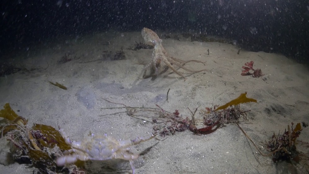 Sürpriz Sonlu Yengeç ile Ahtapot Kavgası