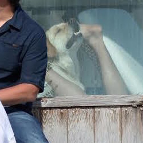 У кого-то есть идеи насчет того, что делает эта собака? Вероятно, у многих возникла мысль "о том самом". Хотя... точно сказать невозможно 😂