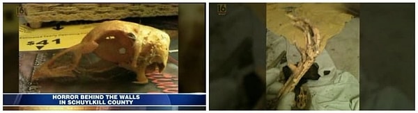 7. Скелет животного