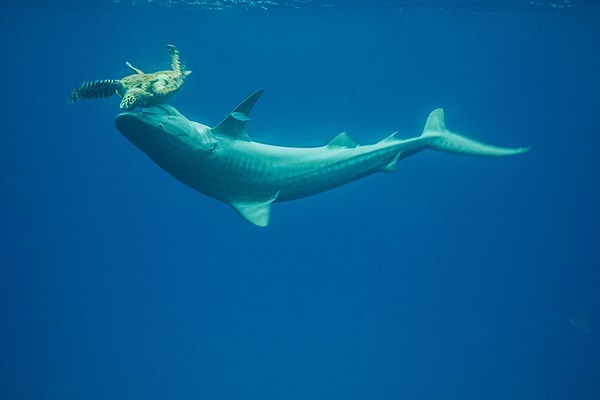 14. Тигровая акула глотает черепаху