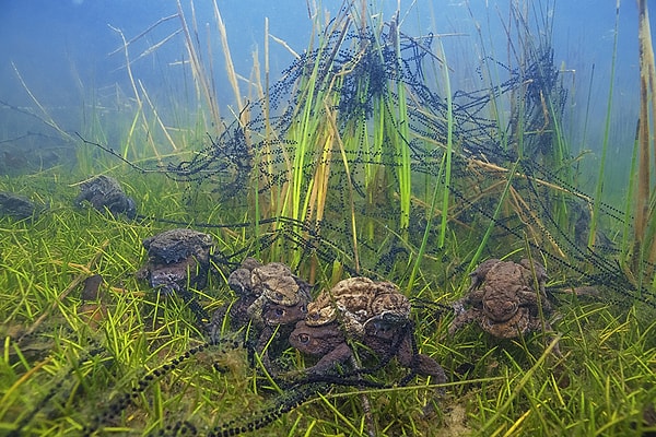 16. Лягушки под водой