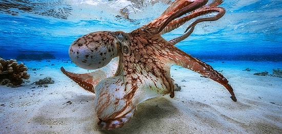 Самые крутые фотографии-призеры конкурса "Подводный фотограф года"