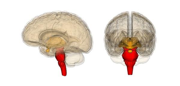 Bugüne kadar bilincin merkezi konusunda yapılabilen tek tahmin, beyin zarının aranan nokta olabileceğiydi.