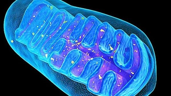 16. Harvard Üniversitesi - Hücre Biyolojisi: Mitokondri