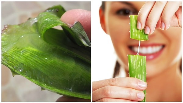 1. Алоэ вера