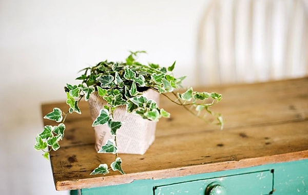 4. Плющ обыкновенный