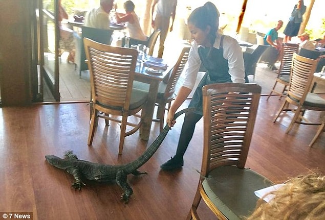 Pazar günü yaşanan olayın kahramanı 25 yaşındaki bu kadın timsah terbiyecisi falan değil; Mimosa Şarap Evi'nde çalışan Fransız asıllı bir garson.