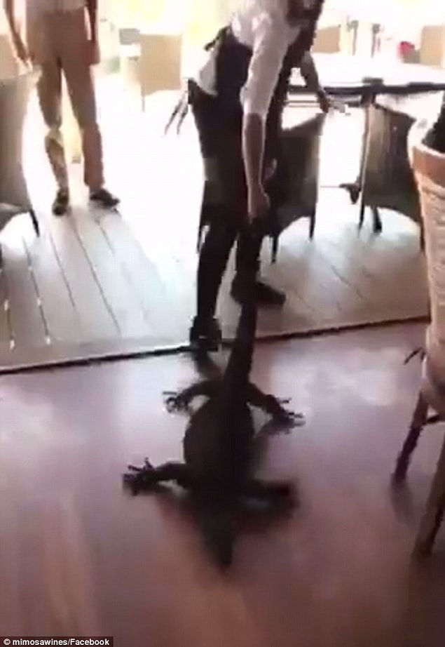 Günün kahramanı çığlık çığlığa kalmış müşteriler arasında dev hayvanı doğaya geri döndüren Samia oldu!