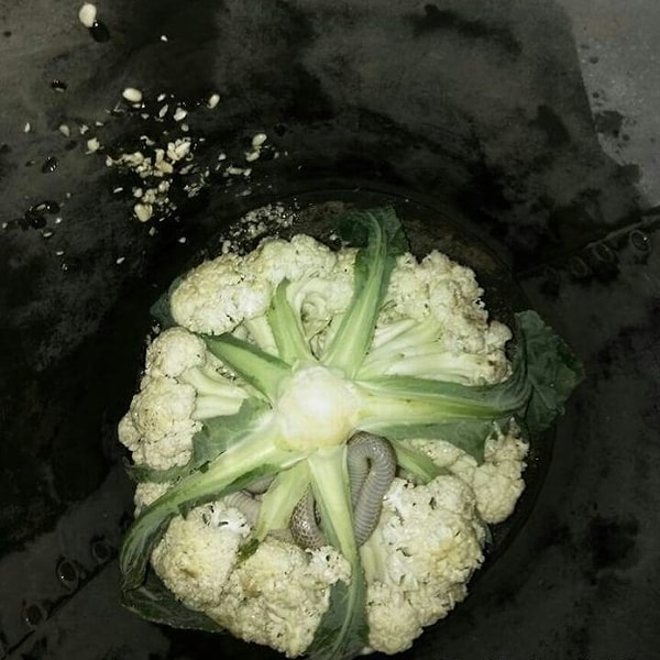 11. Рассмотрели? Ужаснулись?