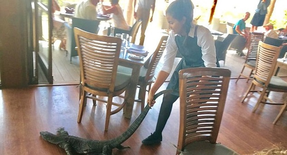 Бесстрашная официантка вытащила варана из ресторана за хвост