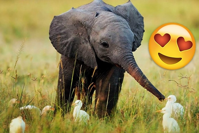 Bebek Fillerin Dünyanın En Tatlı ve Şirin Hayvanları Olduğunun 17 Sevimli Kanıtı