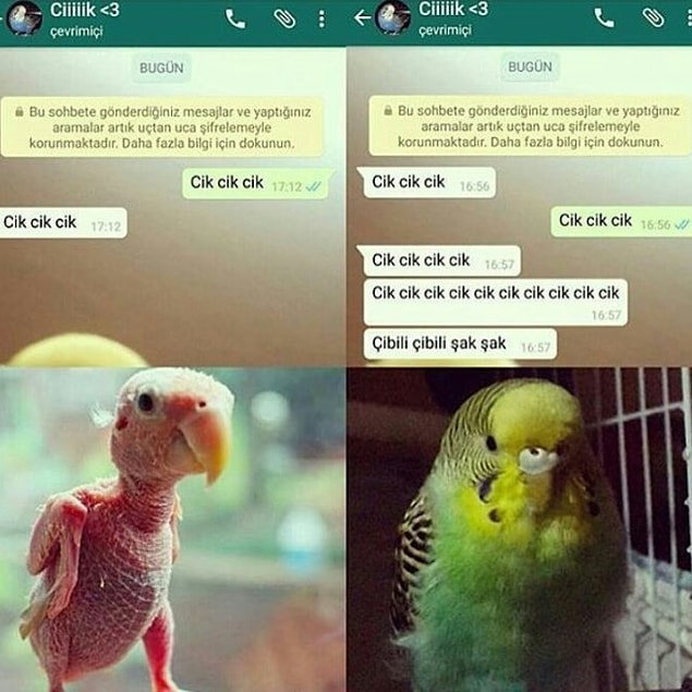 13. Cik?